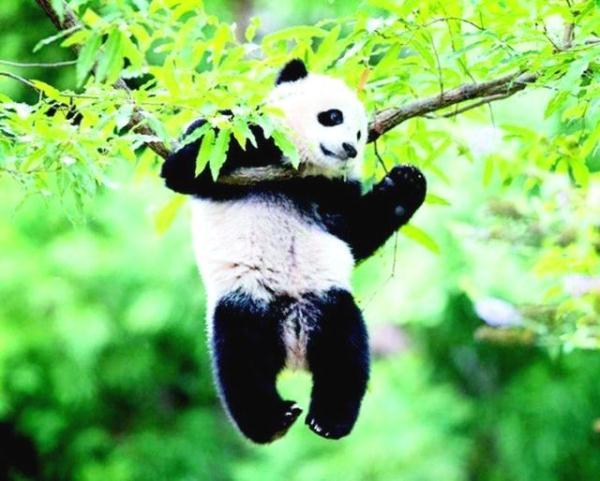 大熊猫憨憨最新,大熊猫憨憨最新，变化的力量，自信与成就感的源泉