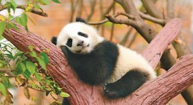 大熊猫憨憨最新,大熊猫憨憨最新,变化的力量,自信与成就感的源泉