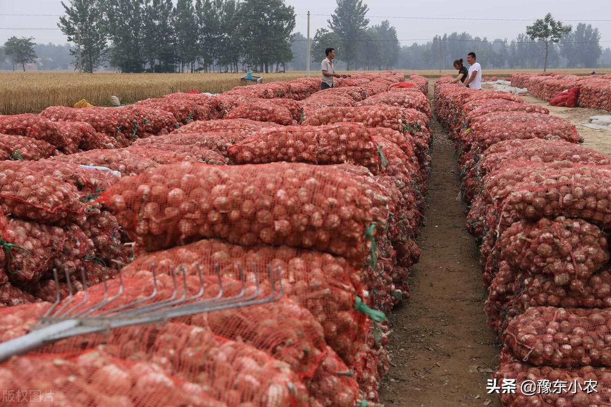 大蒜价格最新价格行情