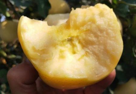 苹果最新款手机，科技与生活的完美融合体验