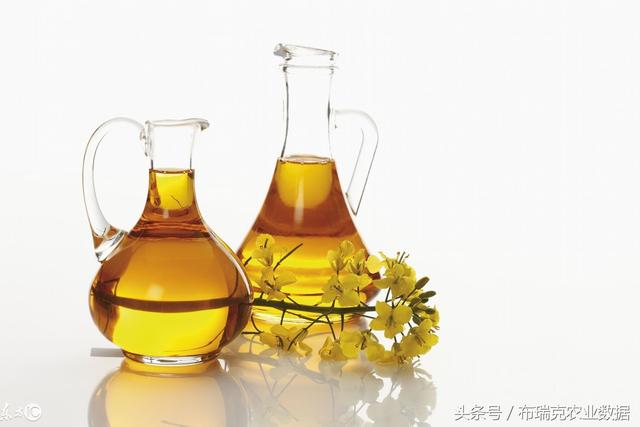 菜油最新消息更新，行业动态与市场动态速递