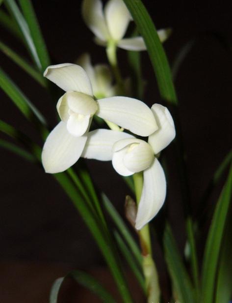 2016兰花市场行情,2016年兰花市场的那些事儿