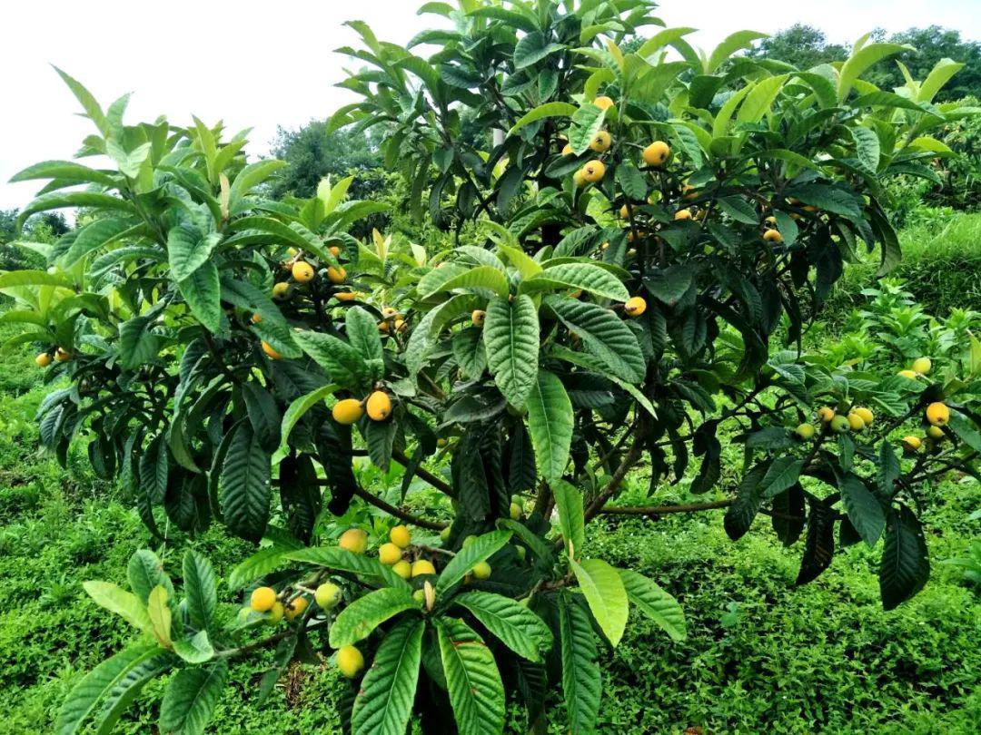 菠萝行情变迁回顾，时代影响与领域发展分析