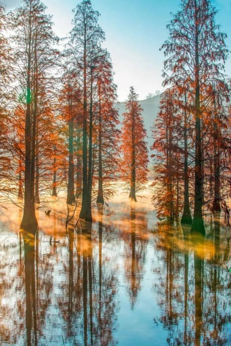 最新网红树盘点,最新网红树盘点——成为树木界网红的秘诀