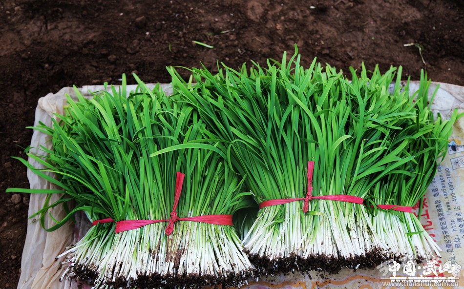 最新韭菜上市，成长的力量，自信闪耀的启示