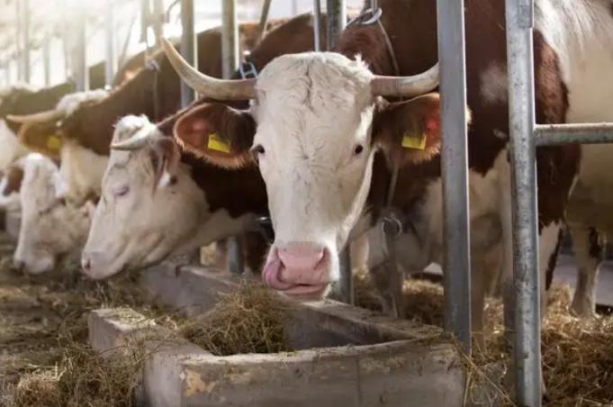 牛养殖尖端技术与小巷深处的秘密牧场探索