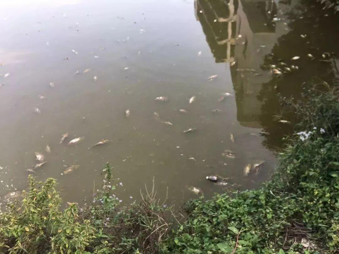 芜湖元亩塘最新动态揭秘，最新进展与水域动态探索✨