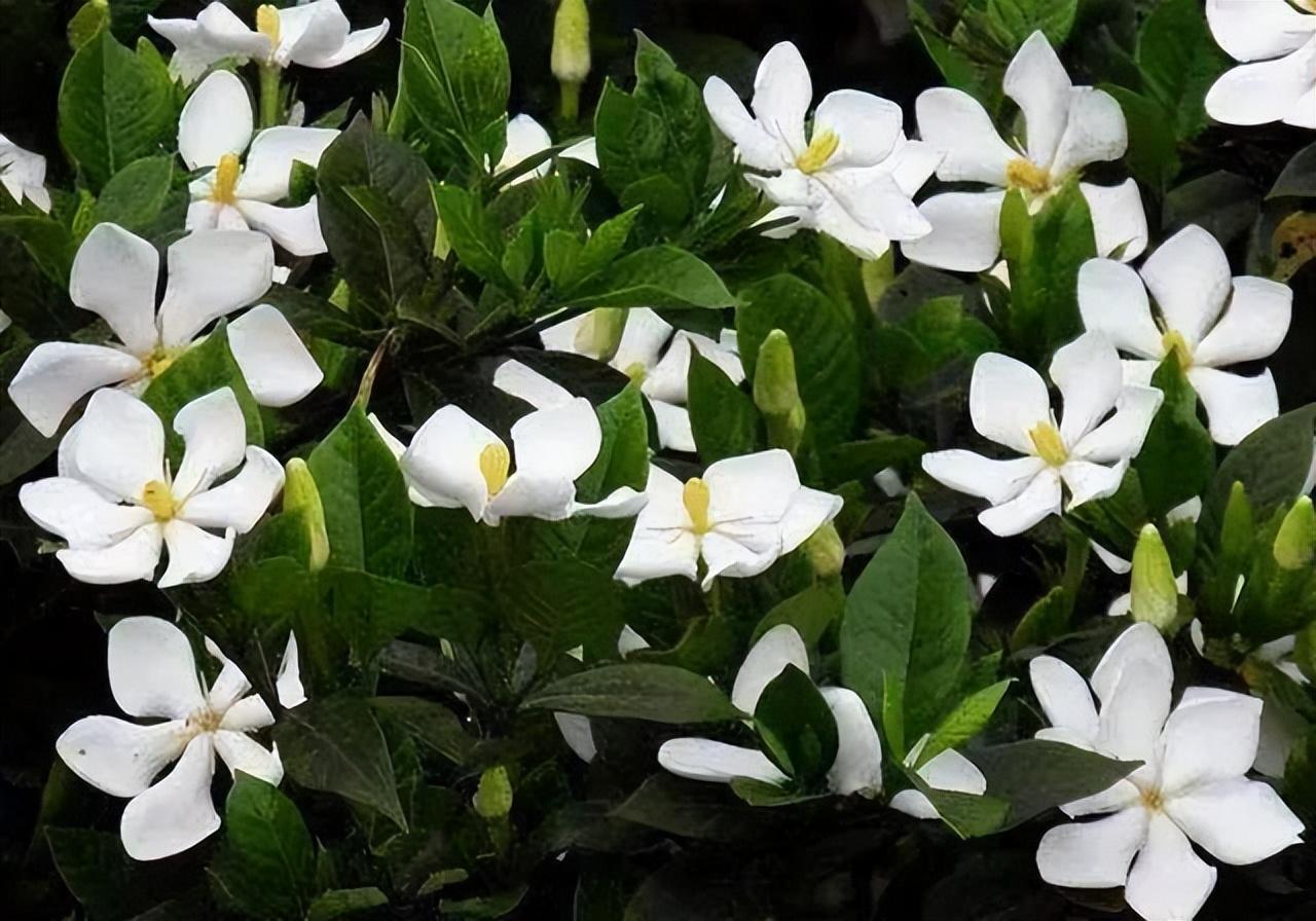 虫样年华演员表揭秘，科技重塑影视魅力，开启全新视界体验