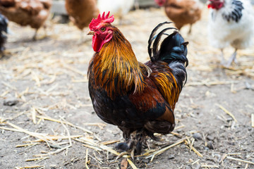 2017年养土鸡行情分析与预测