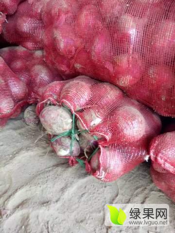 邯郸洋葱最新行情揭秘，小巷深处的味觉探秘之旅