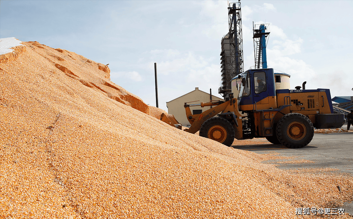 粮食市场最新资讯