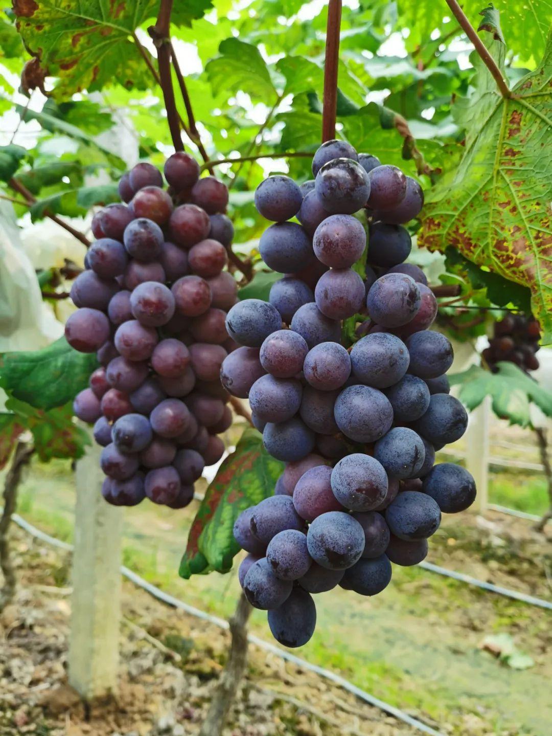 三水梁六端最新动态