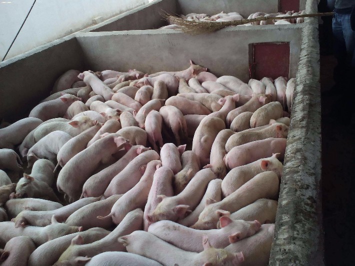 莱州生猪今日价格