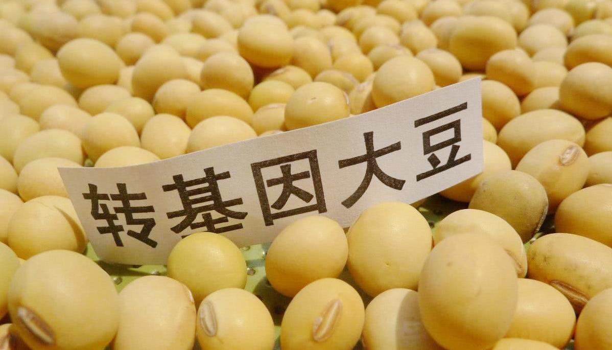 大豆价格动态与小巷中的美食探秘