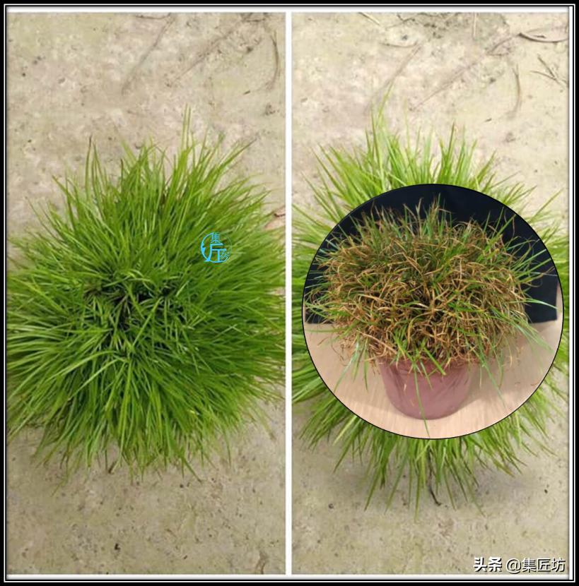 水菖蒲价格变动与市场价值考量