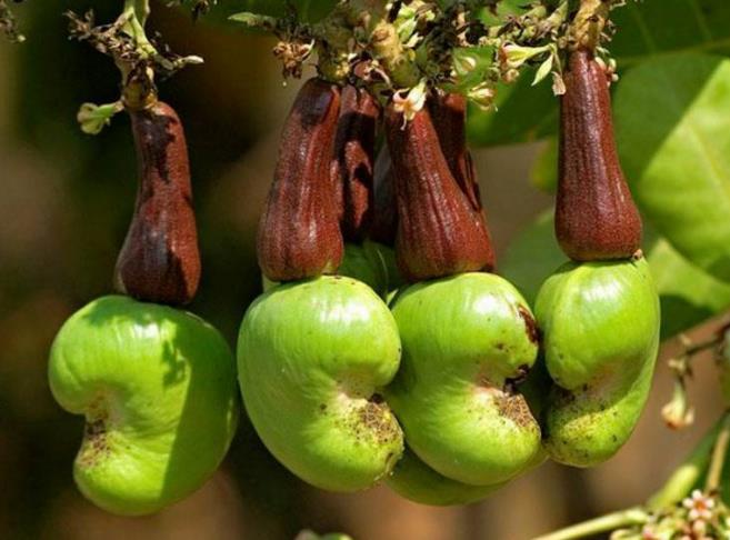 腰果成熟监控技术揭秘，科技盛宴开启，探索腰果上市的最佳时机