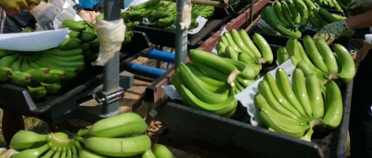 蕉行情——科技新宠引领未来，智能先锋改变生活