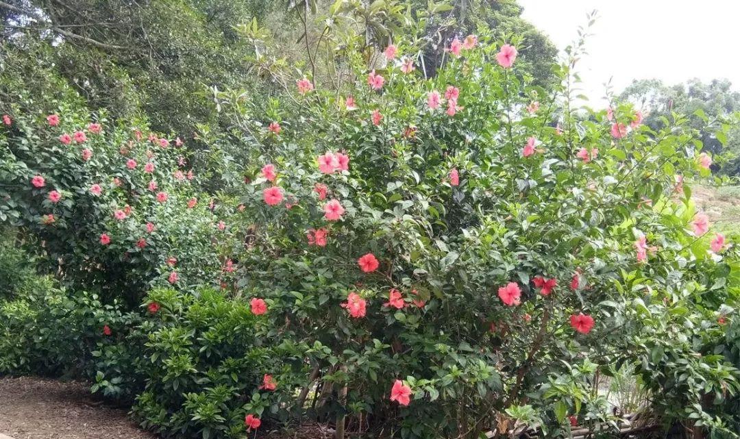 美百乐镇价格深度解析，价格大揭秘💖💕