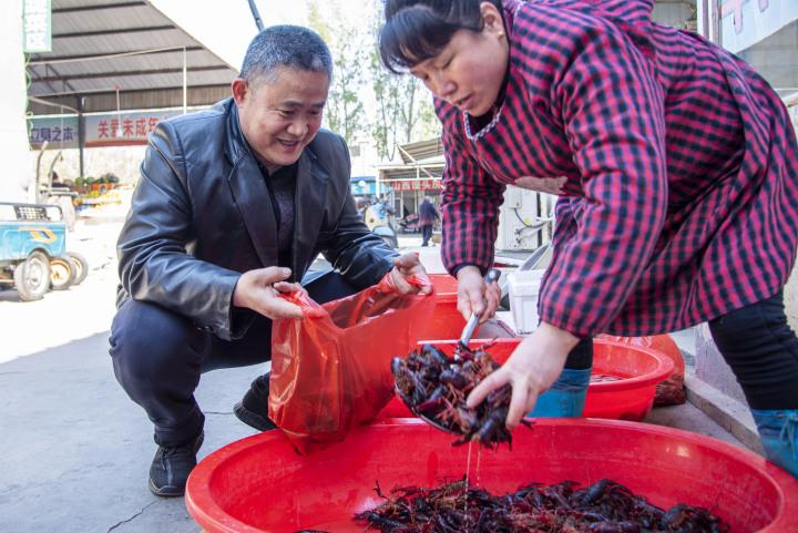 仔猪市场价格指南，全面了解仔猪市场行情与趋势分析