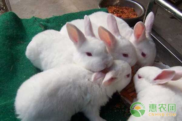 兔子最新价格揭秘，温馨有趣的日常故事开启！