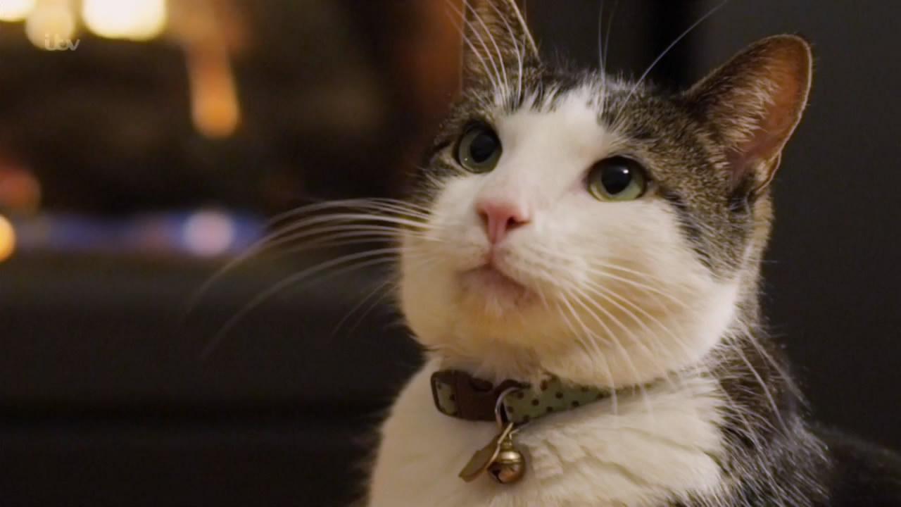 猫咪最新网站,高科技产品介绍一网打尽