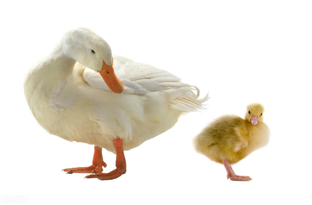 毛鸭行情预测,毛鸭行情预测，未来趋势分析