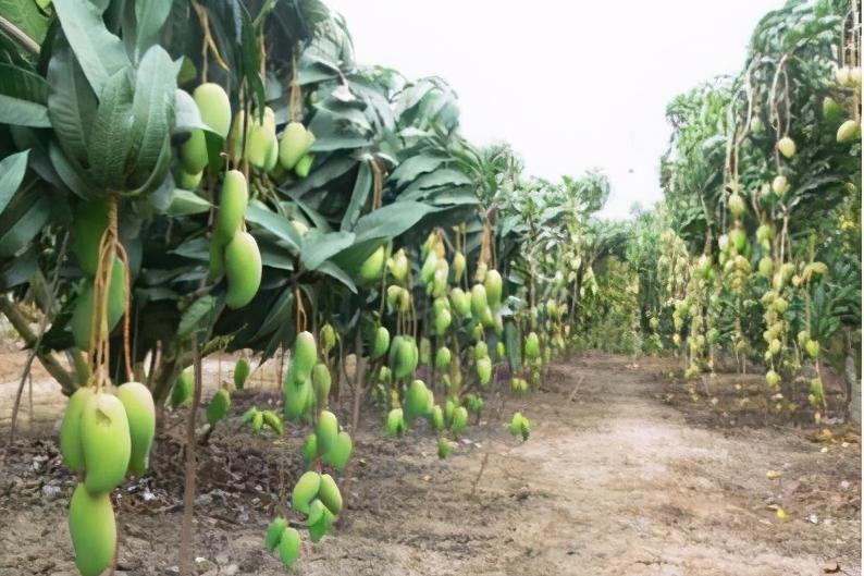 苹果股价行情,苹果股价行情分析