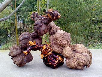 何首乌价格行情揭秘,自然美景背后的旅行探索之旅