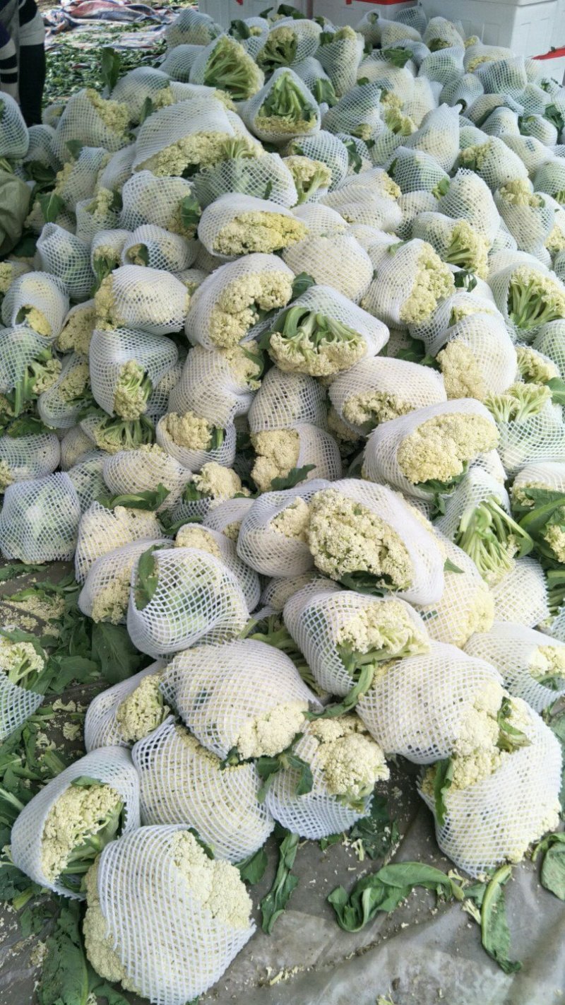 松花菜价格行情,松花菜价格行情深度解析