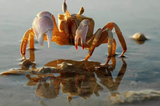 黑螃蟹与红螃蟹的赛场对决,色彩与实力的较量?