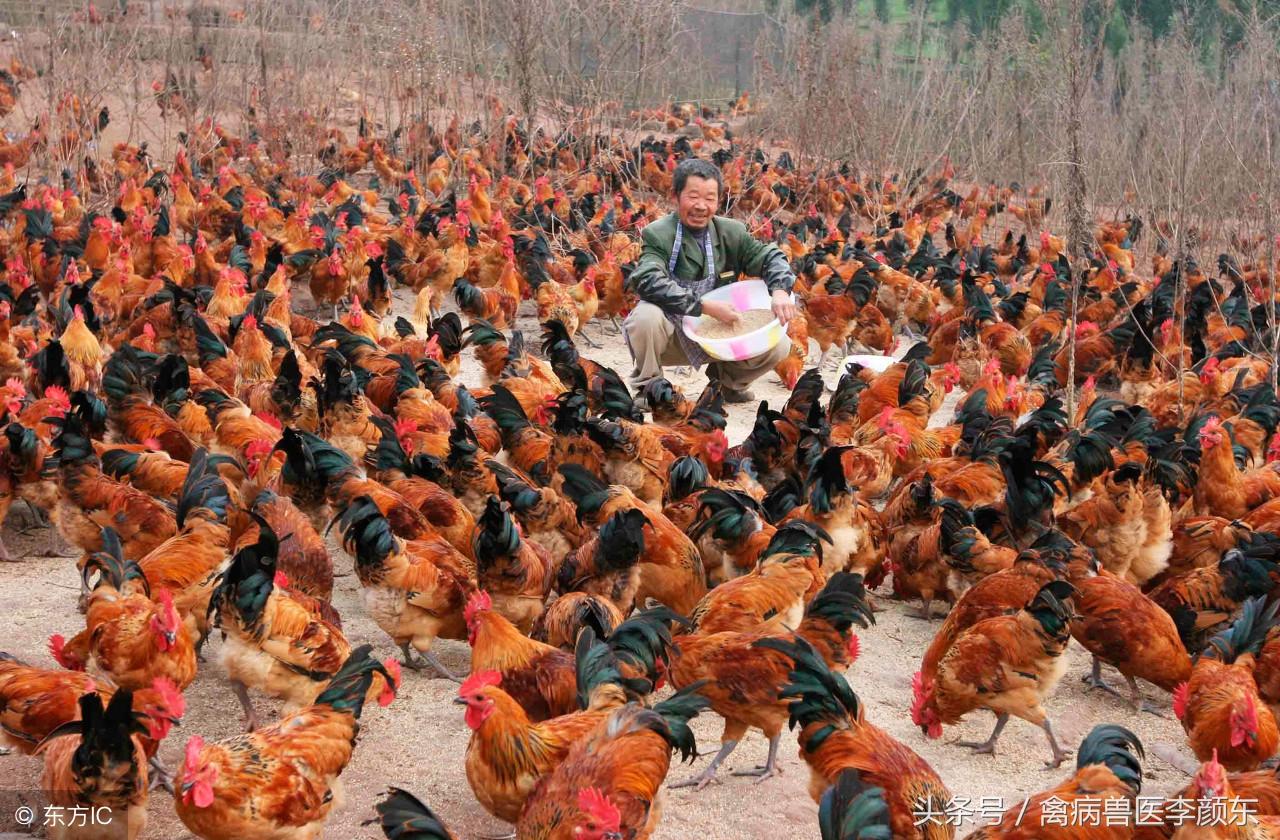 皖北麻鸡价格动态解析,全面了解并跟踪麻鸡价格的指南