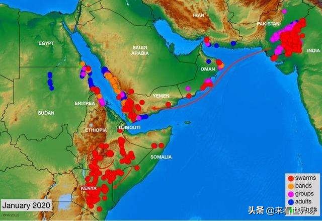 蝗虫灾害最新动态