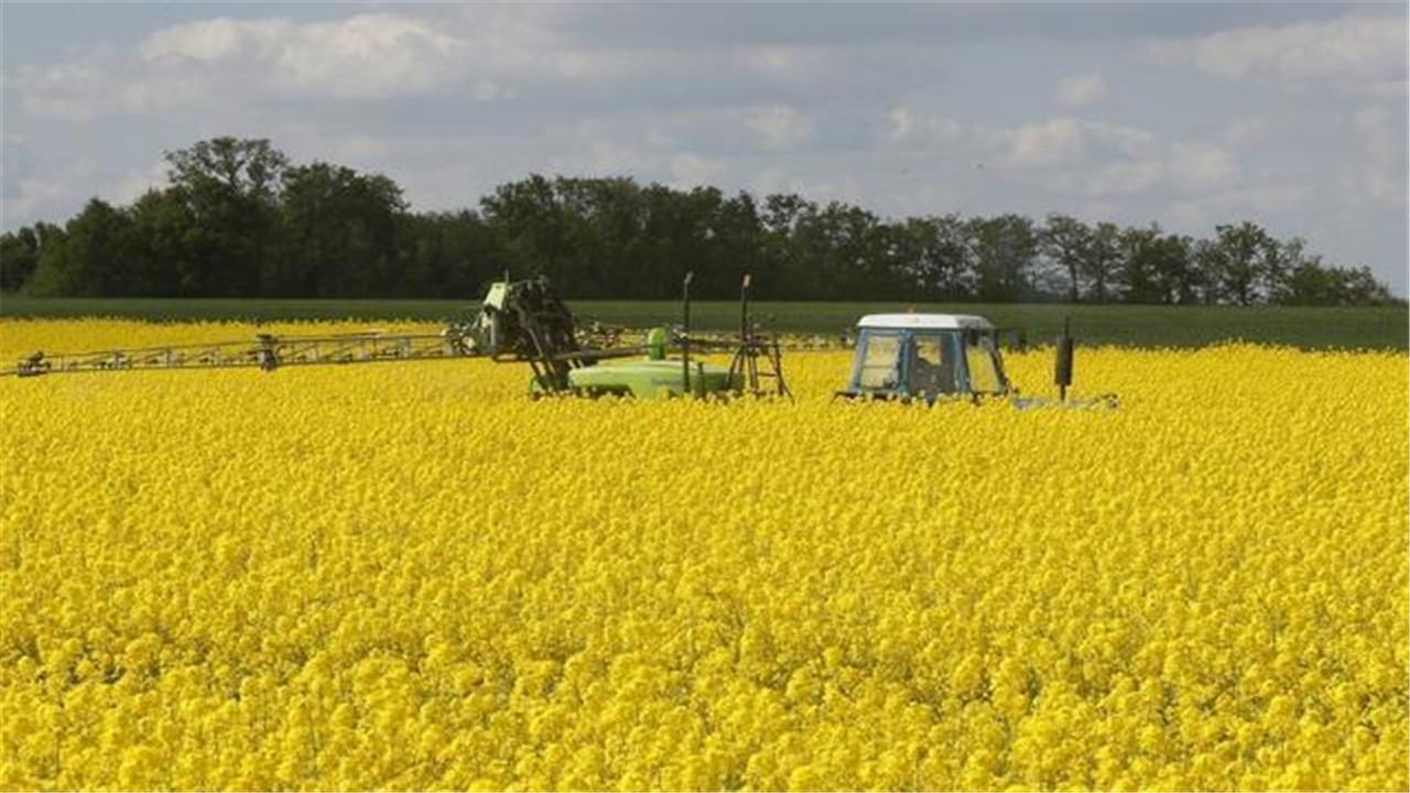 最新油菜籽价格，时代变迁与市场的波动影响