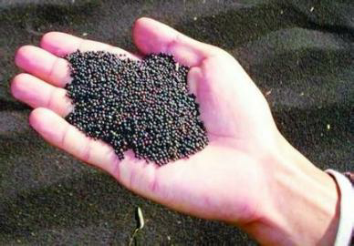 最新油菜籽价格