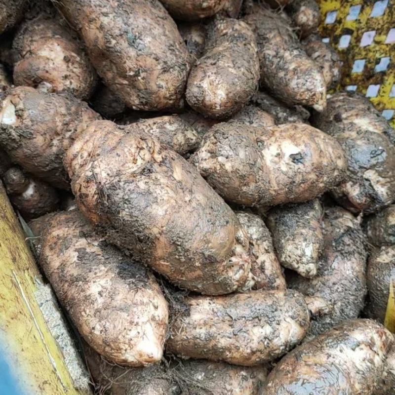 探寻云南昭通新鲜天麻的上市季节与地位